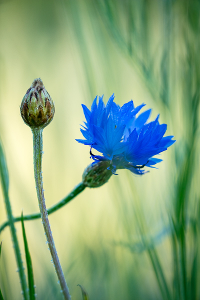 Bloom;Blossom;Blossoms;Blue;Bud;Calm;Close-up;Cool Colors;Cool Palette;Cool Tones;Corn Flower;Dew;Droplets;Drops;Flower;Floweret;Flowering;Flowers;Green;Greens;Healing;Health care;Healthcare;Petal;Water Drops;Wildflower;bloom;color;dew drops;dewy;drop;flora;floral;flower;peaceful;plants;restful;serene;soothing;tranquil;wildflower