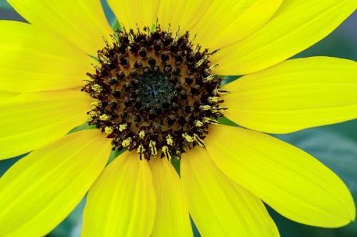 Abstract;Bloom;Blossom;Blossoms;Brown;Calm;Close-up;Floral;Floweret;Flowering;Flowers;Gold;Healing;Health care;Healthcare;Macro;Nature;Pastoral;Petal;Sunflower;Tan;Warm Colors;Warm Palette;Warm Tones;Yellow;bloom;color;flora;floral;flower;green;oneness;peaceful;plants;restful;serene;soothing;tranquil;wildflower;zen