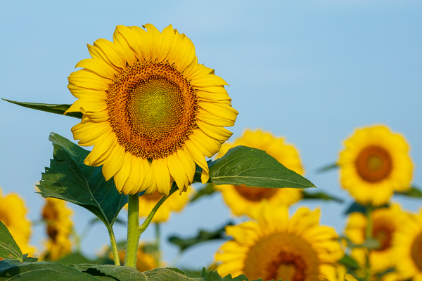 Bloom;Blossom;Blossoms;Blue;Botanical;Calm;Close-up;Flora;Floral;Floweret;Flowering;Flowers;Flowers & Plants;Gold;Healing;Health care;Healthcare;Leaf;Macro;Nature;Petal;Petals;Plant;Sunflower;Sunlight;Sunshine;Warm Colors;Warm Palette;Warm Tones;Yellow;bloom;botanicals;color;flora;floral;flower;green;leaves;orange;peaceful;plants;restful;serene;sky;soothing;sunlit;tranquil;yellow