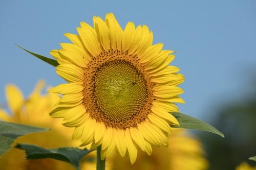 Bloom;Blossom;Blossoms;Blue;Blues;Botanical;Calm;Cool Colors;Cool Palette;Cool Tones;Floral;Floweret;Flowering;Flowers;Flowers & Plants;Gold;Healing;Health care;Healthcare;Leaf;Nature;Pastoral;Petal;Seasons;Summer;Summertime;Sunflower;Sunflowers;Warm Colors;Warm Palette;Warm Tones;Yellow;bloom;blue;botanicals;color;flora;floral;flower;green;oneness;peaceful;plant;plants;restful;serene;soothing;tranquil;yellow;zen