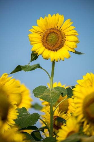 Bloom;Blossom;Blossoms;Blue;Blues;Botanical;Calm;Cool Colors;Cool Palette;Cool Tones;Floral;Floweret;Flowering;Flowers;Flowers & Plants;Gold;Healing;Health care;Healthcare;Leaf;Nature;Pastoral;Petal;Seasons;Summer;Summertime;Sunflower;Sunflowers;Warm Colors;Warm Palette;Warm Tones;Yellow;bloom;blue;botanicals;color;flora;floral;flower;green;oneness;peaceful;plant;plants;restful;serene;soothing;tranquil;yellow;zen