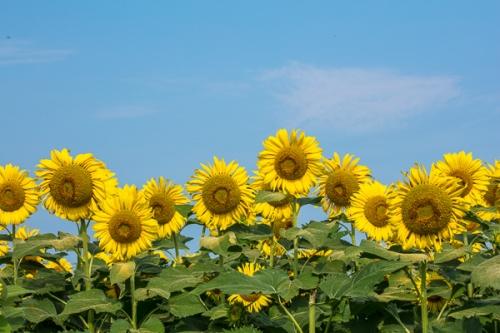 Bloom;Blossom;Blossoms;Blue;Blues;Botanical;Calm;Cool Colors;Cool Palette;Cool Tones;Floral;Floweret;Flowering;Flowers;Flowers & Plants;Gold;Healing;Health care;Healthcare;Leaf;Nature;Pastoral;Petal;Seasons;Summer;Summertime;Sunflower;Sunflowers;Warm Colors;Warm Palette;Warm Tones;Yellow;bloom;blue;botanicals;color;flora;floral;flower;green;oneness;peaceful;plant;plants;restful;serene;soothing;tranquil;yellow;zen