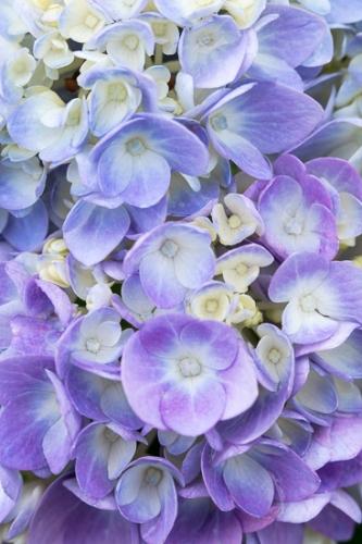 Bloom;Blossom;Blossoms;Blue;Botanical;Bud;Calm;Close-up;Dew;Droplets;Drops;Floral;Floweret;Flowering;Flowers;Healing;Health care;Healthcare;Hydrangea;Macro;Minimalism;Nature;Pastoral;Petal;Petals;Water;Water Drops;bloom;botanicals;dew drops;dewy;drop;droplet;flora;floral;flower;magenta;moisture;oneness;peaceful;plants;purple;restful;serene;soothing;tranquil;zen