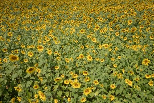 Bloom;Blossom;Blossoms;Calm;Floral;Floweret;Flowering;Flowers;Flowers & Plants;Gold;Healing;Health care;Healthcare;Nature;Pastoral;Petal;Seasons;Summer;Summertime;Sunflower;Warm Colors;Warm Palette;Warm Tones;Yellow;bloom;color;flora;floral;flower;green;landscape;oneness;orange;peaceful;plants;restful;serene;soothing;tranquil;yellow;zen