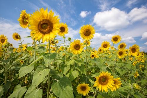 Bloom;Blossom;Blossoms;Blue;Blues;Calm;Cloud;Cloud Formation;Clouds;Cool Colors;Cool Palette;Cool Tones;Floweret;Flowering;Flowers;Gold;Healing;Health care;Healthcare;Pastoral;Petal;Sunflower;Warm Colors;Warm Palette;Warm Tones;Yellow;bloom;blue;color;flora;floral;flower;green;oneness;orange;peaceful;plants;restful;serene;sky;soothing;tranquil;yellow;zen