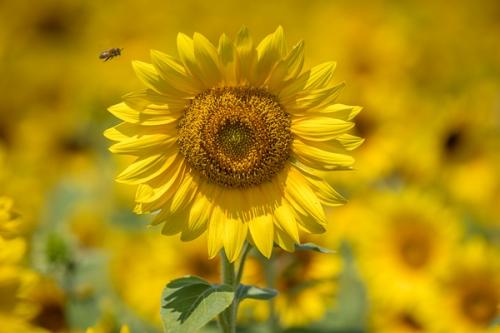 Bloom;Blossom;Blossoms;Calm;Floweret;Flowering;Flowers;Gold;Healing;Health care;Healthcare;Pastoral;Petal;Sunflower;Warm Colors;Warm Palette;Warm Tones;Yellow;bee;bloom;bug;color;flora;floral;flower;green;honey bee;insect;oneness;orange;peaceful;plants;restful;serene;soothing;tranquil;yellow;zen