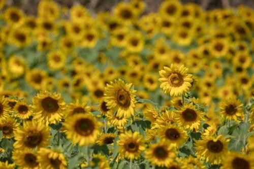 Bloom;Blossom;Blossoms;Calm;Floral;Floweret;Flowering;Flowers;Flowers & Plants;Gold;Healing;Health care;Healthcare;Nature;Pastoral;Petal;Seasons;Summer;Summertime;Sunflower;Warm Colors;Warm Palette;Warm Tones;Yellow;bloom;color;flora;floral;flower;green;landscape;oneness;orange;peaceful;plants;restful;serene;soothing;tranquil;yellow;zen