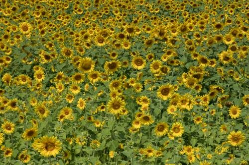 Bloom;Blossom;Blossoms;Calm;Floral;Floweret;Flowering;Flowers;Flowers & Plants;Gold;Healing;Health care;Healthcare;Nature;Pastoral;Petal;Seasons;Summer;Summertime;Sunflower;Warm Colors;Warm Palette;Warm Tones;Yellow;bloom;color;flora;floral;flower;green;landscape;oneness;orange;peaceful;plants;restful;serene;soothing;tranquil;yellow;zen