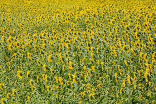 Abstract;Abstraction;Bloom;Blossom;Blossoms;Botanical;Calm;Floral;Floweret;Flowering;Flowers;Flowers & Plants;Gold;Healing;Health care;Healthcare;Leaf;Line;Nature;Pastoral;Petal;Seasons;Shape;Summer;Summertime;Sunflower;Sunflowers;Warm Colors;Warm Palette;Warm Tones;Yellow;bloom;botanicals;color;flora;floral;flower;green;landscape;oneness;orange;pattern;peaceful;plant;plants;restful;serene;soothing;tranquil;yellow;zen