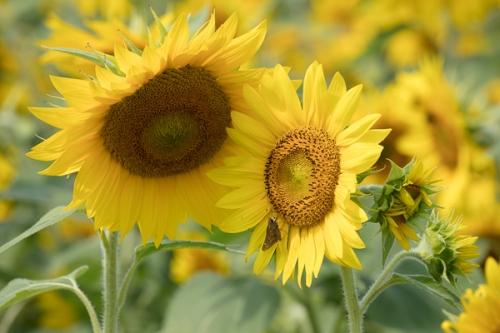 Bloom;Blossom;Blossoms;Butterfly;Calm;Floweret;Flowering;Flowers;Gold;Healing;Health care;Healthcare;Pastoral;Petal;Sunflower;Warm Colors;Warm Palette;Warm Tones;Yellow;bloom;bug;color;flora;floral;flower;green;insect;oneness;orange;peaceful;plants;restful;serene;skipper;soothing;tranquil;yellow;zen