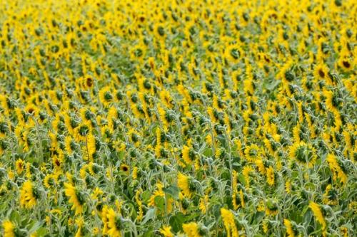 Bloom;Blossom;Blossoms;Calm;Floweret;Flowering;Flowers;Gold;Healing;Health care;Healthcare;Pastoral;Petal;Sunflower;Warm Colors;Warm Palette;Warm Tones;Yellow;bloom;color;flora;floral;flower;green;oneness;orange;peaceful;plants;restful;serene;soothing;tranquil;yellow;zen