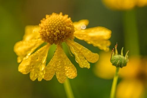 Bloom;Blossom;Blossoms;Botanical;Bud;Calm;Close-up;Dew;Droplets;Drops;Floral;Floweret;Flowering;Flowers;Healing;Health care;Healthcare;Leaf;Macro;Nature;Pastoral;Petal;Petals;Seasons;Summer;Summertime;Water;Water Drops;Yellow;bloom;botanicals;dew drops;dewy;drop;droplet;flora;floral;flower;green;moisture;oneness;peaceful;plant;plants;restful;serene;sneezeweed flower;soothing;tranquil;wet;wildflower;zen