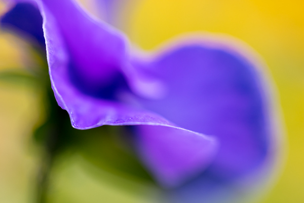 Abstract;Abstraction;Bloom;Blossom;Blossoms;Botanical;Calm;Close-up;Floral;Floweret;Flowering;Flowers;Flowers & Plants;Healing;Health care;Healthcare;Image type;Line;Looking up;Macro;Minimalism;Nature;Pansy;Pastoral;Petal;Petals;Photo specs;Shape;Yellow;bloom;botanicals;flora;floral;flower;green;oneness;orange;pansies;pattern;peaceful;plant;plants;purple;restful;serene;soothing;tranquil;zen