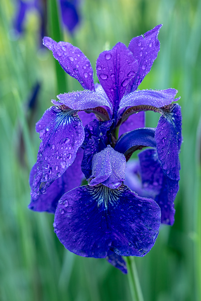 Bloom;Calm;Close-up;Concepts;Cool Colors;Cool Palette;Cool Tones;Flora;Flower;Flowers;Green;Greens;Healing;Health care;Healthcare;Minimalism;Oneness;Pastoral;Petal;Petals;Plant;Purple;Seasons;Spring;Springtime;Summer;Summertime;Violet;color;iris;peaceful;plants;restful;serene;soothing;tranquil;zen