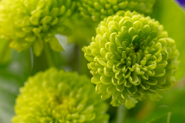 Bloom;Blossom;Blossoms;Botanical;Calm;Chrysanthemum;Close-up;Floweret;Flowering;Flowers;Healing;Health care;Healthcare;Petal;bloom;botanicals;flora;floral;flower;peaceful;plant;restful;serene;soothing;tranquil