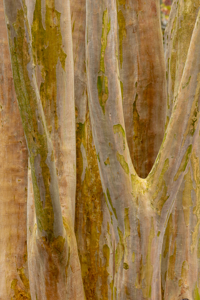 Abstract;Abstraction;Branches;Brown;Calm;Healing;Health care;Healthcare;Line;Nature;Pastoral;Shape;Tan;Tree;Wabi Sabi;Wood;Yellow;bark;branch;green;limbs;oneness;orange;pattern;peaceful;plants;restful;serene;soothing;texture;tranquil;tree limbs;tree trunk;trees;trunk;zen
