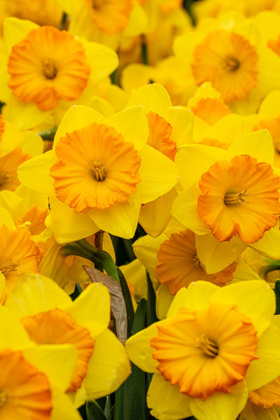 Bloom;Blossom;Blossoms;Botanical;Botanicals;Calm;Close-up;Concepts;Cool Colors;Cool Palette;Cool Tones;Daffodil;Daffodils;Flora;Floral;Flower;Floweret;Flowering;Flowers;Flowers & Plants;Green;Greens;Healing;Health care;Healthcare;Keepers;Macro;Nature;Oneness;Pastoral;Petal;Plant;Sunlight;Sunshine;Yellow;bloom;color;flora;floral;flower;peaceful;plants;restful;serene;soothing;sunlit;tranquil