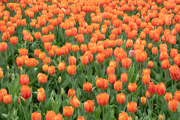 Abstract;Abstraction;Bloom;Blossom;Blossoms;Botanical;Calm;Cheekwood Botannical Gardens;Close-up;Flora;Floral;Floweret;Flowering;Flowers;Flowers & Plants;Healing;Health care;Healthcare;Macro;Nashville;Nature;Pastoral;Petal;Plant;Shape;Tennessee;United States;bloom;botanicals;flora;floral;flower;garden;green;leaves;oneness;orange;pattern;peaceful;plants;restful;serene;soothing;texture;tranquil;tulip;zen