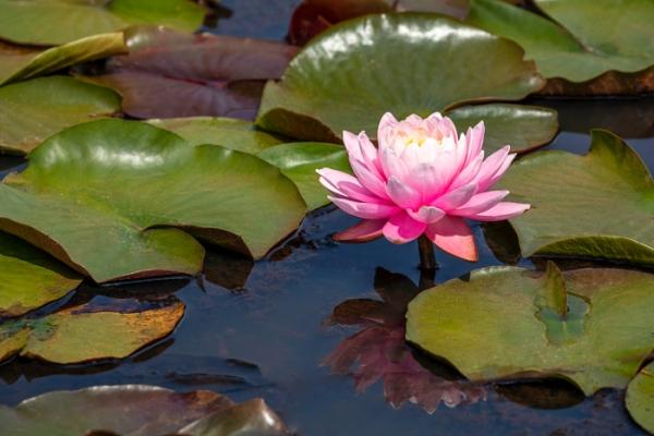 Bloom;Blossom;Blossoms;Blue;Botanical;Botanicals;Bud;Calm;Concepts;Cool Colors;Cool Palette;Cool Tones;Flora;Floral;Flower;Floweret;Flowering;Flowers;Flowers & Plants;Green;Greens;Healing;Health care;Healthcare;Leaf;Minimalism;Mirror;Nature;Oneness;Pastoral;Petal;Pink;Plant;Sunlight;Sunshine;Water;Water Lily;Waterscape;bloom;color;flora;floral;flower;lake;magenta;oriental;peaceful;plants;reflection;reflections;restful;serene;soothing;sunlit;tranquil;water lilies;zen