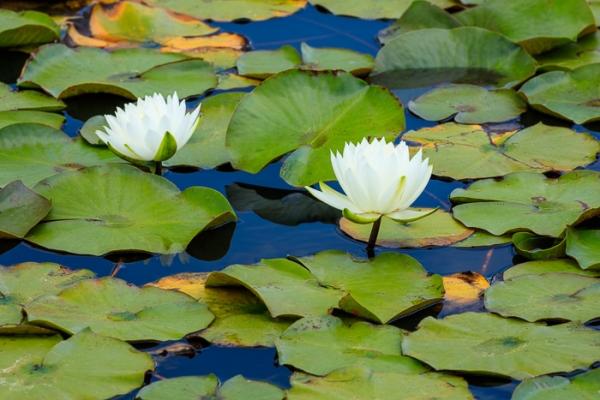 Bloom;Blossom;Blossoms;Blue;Botanical;Botanicals;Bud;Calm;Concepts;Cool Colors;Cool Palette;Cool Tones;Flora;Floral;Flower;Floweret;Flowering;Flowers;Flowers & Plants;Green;Greens;Healing;Health care;Healthcare;Leaf;Minimalism;Mirror;Nature;Oneness;Pastoral;Petal;Plant;Sunlight;Sunshine;Water;Water Lily;Waterscape;bloom;color;flora;floral;flower;lake;oriental;peaceful;plants;reflection;reflections;restful;serene;soothing;sunlit;tranquil;water lilies;zen