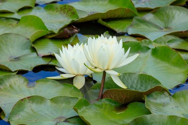 Bloom;Blossom;Blossoms;Blue;Botanical;Botanicals;Bud;Calm;Concepts;Cool Colors;Cool Palette;Cool Tones;Flora;Floral;Flower;Floweret;Flowering;Flowers;Flowers & Plants;Green;Greens;Healing;Health care;Healthcare;Leaf;Minimalism;Mirror;Nature;Oneness;Pastoral;Petal;Plant;Sunlight;Sunshine;Water;Water Lily;Waterscape;bloom;color;flora;floral;flower;lake;oriental;peaceful;plants;reflection;reflections;restful;serene;soothing;sunlit;tranquil;water lilies;zen