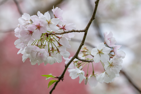 Bloom;Blossom;Blossoms;Bud;Calm;Cherry Blossom;Close-up;Concepts;Cool Colors;Cool Palette;Cool Tones;Flora;Floral;Flower;Floweret;Flowering;Flowers;Flowers & Plants;Green;Greens;Healing;Health care;Healthcare;Macro;Minimalism;Nature;Oneness;Pastoral;Petal;Pink;Sunlight;Sunshine;Wildflower;bloom;color;flora;floral;flower;magenta;peaceful;plants;restful;serene;soothing;sunlit;tranquil;zen