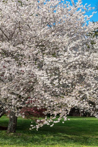 Bloom;Blossom;Blossoms;Blue;Branches;Calm;Cherry Blossom;Cherry Tree;Flora;Floral;Floweret;Flowering;Flowers;Flowers & Plants;Healing;Health care;Healthcare;Nature;Pastoral;Petal;Seasons;Spring;Springtime;Tree;bloom;flora;floral;flower;green;limbs;oneness;peaceful;plants;restful;serene;soothing;tranquil;zen