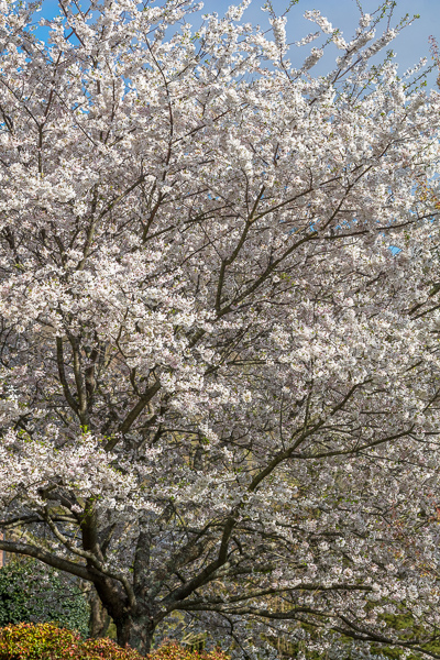 Bloom;Blossom;Blossoms;Blue;Branches;Bud;Calm;Cherry Blossom;Cherry Tree;Cloud;Concepts;Flora;Flower;Floweret;Flowering;Flowers;Flowers & Plants;Healing;Health care;Healthcare;Looking up;Minimalism;Nature;Oneness;Pastoral;Petal;Seasons;Spring;Springtime;Tree;bloom;flora;floral;flower;limbs;peaceful;plants;restful;serene;sky;soothing;tranquil;tree;tree limbs;trees;zen