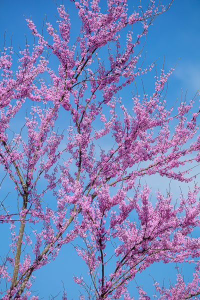 Bloom;Blossom;Blossoms;Blue;Branches;Bud;Calm;Cloud;Concepts;Flora;Flower;Floweret;Flowering;Flowers;Flowers & Plants;Healing;Health care;Healthcare;Looking up;Minimalism;Nature;Oneness;Pastoral;Petal;Pink;Red Bud;Redbud;Seasons;Spring;Springtime;Tree;bloom;flora;floral;flower;limbs;magenta;peaceful;plants;restful;serene;sky;soothing;tranquil;tree;tree limbs;trees;zen