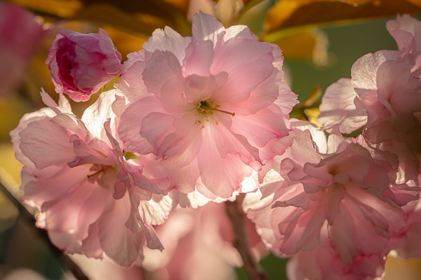 Bloom;Blossom;Blossoms;Bud;Calm;Cherry Blossom;Close-up;Concepts;Cool Colors;Cool Palette;Cool Tones;Flora;Floral;Flower;Floweret;Flowering;Flowers;Flowers & Plants;Green;Greens;Healing;Health care;Healthcare;Macro;Minimalism;Nature;Oneness;Pastoral;Petal;Pink;Sunlight;Sunshine;bloom;color;flora;floral;flower;magenta;peaceful;plants;restful;serene;soothing;sunlit;tranquil;zen