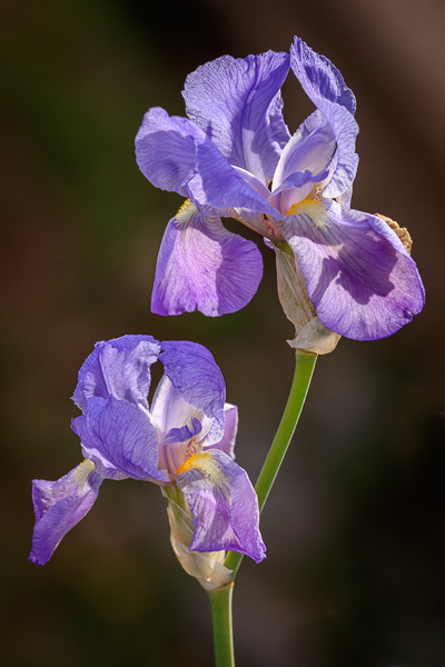 Bloom;Blossom;Blossoms;Calm;Close-up;Cool Colors;Cool Palette;Cool Tones;Flora;Floral;Flower;Floweret;Flowering;Flowers;Flowers & Plants;Green;Greens;Healing;Health care;Healthcare;Macro;Nature;Petal;Purple;Violet;bloom;color;flora;floral;flower;iris;peaceful;plants;purple;restful;serene;soothing;tranquil