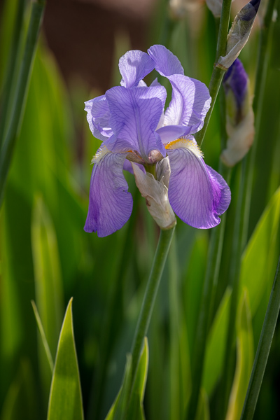 Bloom;Blossom;Blossoms;Calm;Close-up;Cool Colors;Cool Palette;Cool Tones;Flora;Floral;Flower;Floweret;Flowering;Flowers;Flowers & Plants;Green;Greens;Healing;Health care;Healthcare;Macro;Nature;Petal;Purple;Violet;bloom;color;flora;floral;flower;iris;peaceful;plants;purple;restful;serene;soothing;tranquil