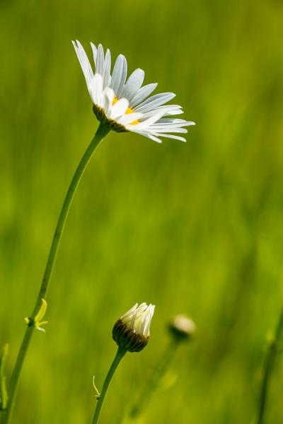 Bloom;Blossom;Blossoms;Calm;Close-up;Daisies;Dew;Droplets;Drops;Flora;Floral;Floweret;Flowering;Flowers;Flowers & Plants;Healing;Health care;Healthcare;Macro;Minimalism;Nature;Pastoral;Petal;Seasons;Spring;Springtime;Sunlight;Sunshine;Water;Water Drops;Yellow;bloom;color;daisy;dew drops;dewy;drop;flora;floral;flower;green;oneness;orange;peaceful;plants;restful;serene;soothing;sunlit;tranquil;wildflower;zen