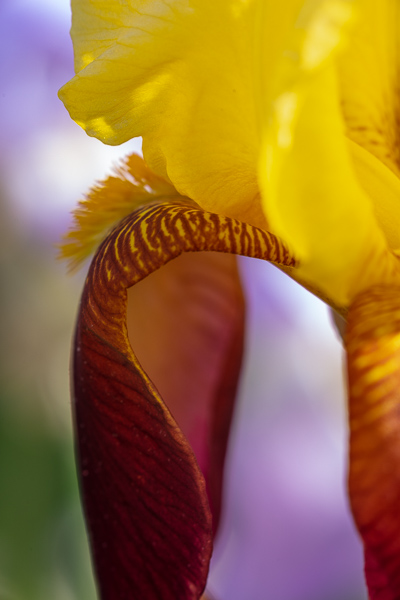 Abstract;Abstraction;Bloom;Blossom;Blossoms;Botanical;Calm;Close-up;Flora;Floral;Floweret;Flowering;Flowers;Flowers & Plants;Healing;Health care;Healthcare;Minimalism;Nature;Pastoral;Petal;Shape;Sunlight;Sunshine;Yellow;bloom;botanicals;flora;floral;flower;green;iris;magenta;oneness;pattern;peaceful;plants;purple;red;restful;serene;soothing;sunlit;texture;tranquil;zen