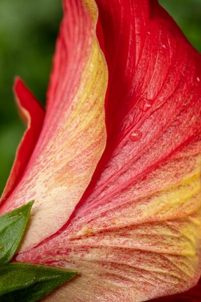 Abstract;Bloom;Blossom;Blossoms;Botanical;Botanicals;Calm;Close-up;Concepts;Flora;Floral;Floweret;Flowering;Flowers;Flowers & Plants;Healing;Health care;Healthcare;Hibiscus;Line;Macro;Minimalism;Nature;Oneness;Pastoral;Petal;Shape;Sunlight;Sunshine;bloom;flora;floral;flower;pattern;peaceful;plants;restful;serene;soothing;sunlit;tranquil;zen