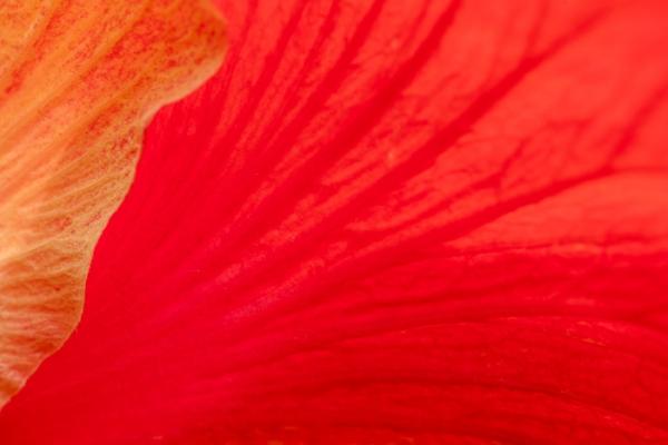 Abstract;Bloom;Blossom;Blossoms;Botanical;Botanicals;Calm;Close-up;Concepts;Flora;Floral;Floweret;Flowering;Flowers;Flowers & Plants;Healing;Health care;Healthcare;Hibiscus;Line;Macro;Minimalism;Nature;Oneness;Pastoral;Petal;Shape;Sunlight;Sunshine;bloom;flora;floral;flower;pattern;peaceful;plants;restful;serene;soothing;sunlit;tranquil;zen