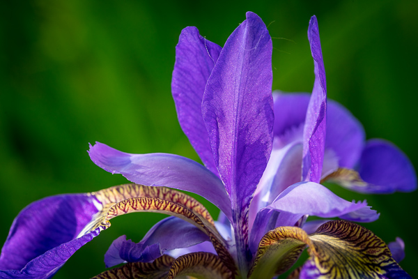 Bloom;Blossom;Blossoms;Blue;Calm;Close-up;Flora;Floweret;Flowering;Flowers;Healing;Health care;Healthcare;Petal;Purple;Violet;Yellow;bloom;color;flora;floral;flower;green;iris;peaceful;plants;purple;restful;serene;soothing;tranquil;violet