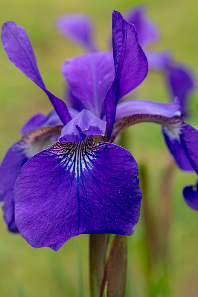 Bloom;Blossom;Blossoms;Bud;Calm;Close-up;Cool Colors;Cool Palette;Cool Tones;Flora;Floral;Flower;Floweret;Flowering;Flowers;Flowers & Plants;Green;Greens;Healing;Health care;Healthcare;Macro;Nature;Petal;Purple;Violet;bloom;color;flora;floral;flower;iris;peaceful;plants;restful;serene;soothing;tranquil