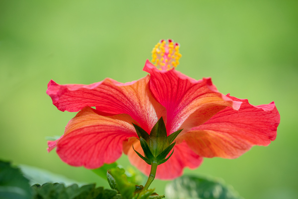 Bloom;Blossom;Blossoms;Botanical;Botanicals;Calm;Close-up;Concepts;Cool Colors;Cool Palette;Cool Tones;Flora;Floral;Flower;Floweret;Flowering;Flowers;Flowers & Plants;Green;Greens;Healing;Health care;Healthcare;Leaves;Looking up;Macro;Minimalism;Nature;Oneness;Pastoral;Petal;Plant;Sunlight;Sunshine;Yellow;bloom;color;flora;floral;flower;magenta;peaceful;plants;restful;serene;soothing;sunlit;tranquil;zen