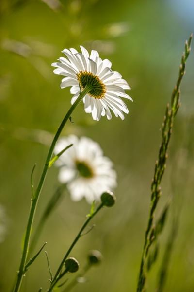 Bloom;Blossom;Blossoms;Calm;Close-up;Cool Colors;Cool Palette;Cool Tones;Flora;Floral;Flower;Floweret;Flowering;Flowers;Flowers & Plants;Green;Greens;Healing;Health care;Healthcare;Macro;Nature;Pastoral;Petal;Petals;Plant;Seasons;Spring;Springtime;Summer;Summertime;Sunlight;Sunshine;White;Wildflower;Yellow;bloom;color;field;flora;floral;flower;green;meadow;peaceful;plants;restful;serene;soothing;sunlit;tranquil