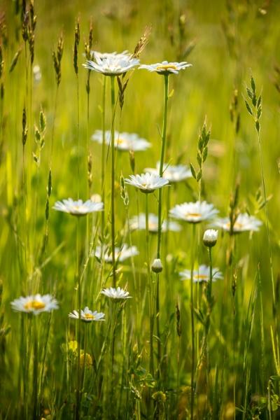Bloom;Blossom;Blossoms;Calm;Close-up;Cool Colors;Cool Palette;Cool Tones;Daisies;Flora;Floral;Flower;Floweret;Flowering;Flowers;Flowers & Plants;Green;Greens;Healing;Health care;Healthcare;Macro;Nature;Pastoral;Petal;Petals;Plant;Seasons;Spring;Springtime;Summer;Summertime;Sunlight;Sunshine;White;Wildflower;Yellow;bloom;color;daisy;field;flora;floral;flower;green;meadow;peaceful;plants;restful;serene;soothing;sunlit;tranquil;wildflower