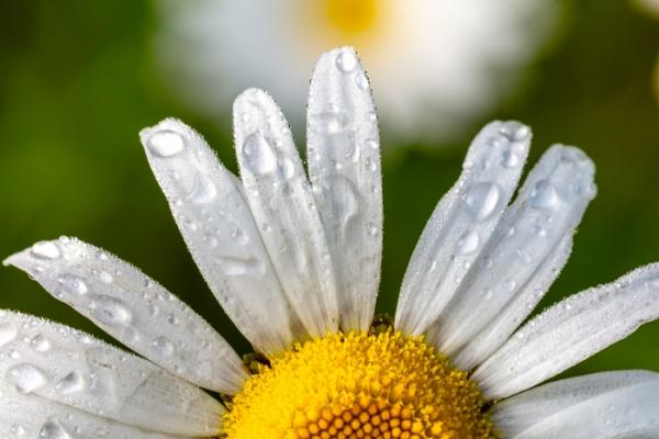 Bloom;Blossom;Blossoms;Bud;Calm;Close-up;Concepts;Cool Colors;Cool Palette;Cool Tones;Daisies;Dew;Droplets;Drops;Flora;Floral;Floweret;Flowering;Flowers;Flowers & Plants;Green;Greens;Healing;Health care;Healthcare;Macro;Minimalism;Nature;Oneness;Pastoral;Petal;Seasons;Springtime;Sunlight;Sunshine;Water;Water Drops;Yellow;bloom;color;daisy;dew drops;dewdrop;dewy;drop;flora;floral;flower;peaceful;plants;restful;serene;soothing;spring;sunlit;tranquil;zen
