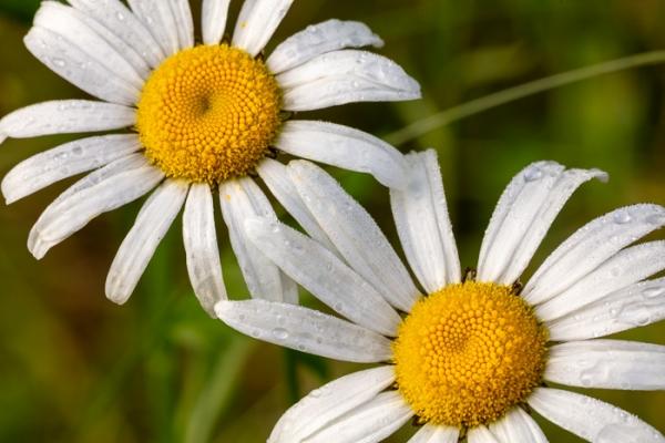 Bloom;Blossom;Blossoms;Bud;Calm;Close-up;Concepts;Cool Colors;Cool Palette;Cool Tones;Daisies;Dew;Droplets;Drops;Flora;Floral;Floweret;Flowering;Flowers;Flowers & Plants;Green;Greens;Healing;Health care;Healthcare;Macro;Minimalism;Nature;Oneness;Pastoral;Petal;Seasons;Springtime;Sunlight;Sunshine;Water;Water Drops;Yellow;bloom;color;daisy;dew drops;dewdrop;dewy;drop;flora;floral;flower;peaceful;plants;restful;serene;soothing;spring;sunlit;tranquil;zen