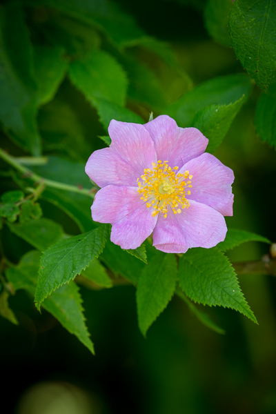 Bloom;Blossom;Blossoms;Botanical;Botanicals;Calm;Close-up;Concepts;Cool Colors;Cool Palette;Cool Tones;Flora;Floral;Flower;Floweret;Flowering;Flowers;Flowers & Plants;Green;Greens;Healing;Health care;Healthcare;Leaves;Macro;Minimalism;Nature;Oneness;Pastoral;Petal;Pink;Plant;Seasons;Summer;Summertime;Sunlight;Sunshine;Wild Rose;Wildflower;Yellow;bloom;color;flora;floral;flower;green;orange;peaceful;plants;restful;serene;soothing;sunlit;tranquil;wildflower;zen