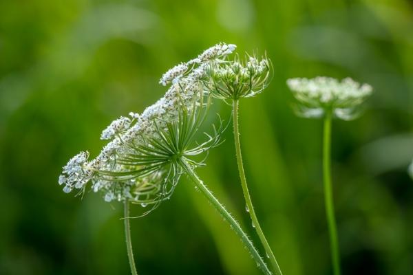 Bloom;Blossom;Blossoms;Botanical;Botanicals;Bud;Calm;Close-up;Concepts;Cool Colors;Cool Palette;Cool Tones;Dew;Droplets;Drops;Flora;Floral;Flower;Floweret;Flowering;Flowers;Flowers & Plants;Green;Greens;Healing;Health care;Healthcare;Looking up;Macro;Minimalism;Nature;Oneness;Pastoral;Petal;Plant;Queen Anne's Lace;Seed Head;Sunlight;Sunshine;Water Drops;Wildflower;bloom;botanicals;botany;color;dew drops;dewdrop;dewy;drop;flora;floral;flower;foliage;peaceful;plants;restful;serene;sky;soothing;sunlit;tranquil;wildflower