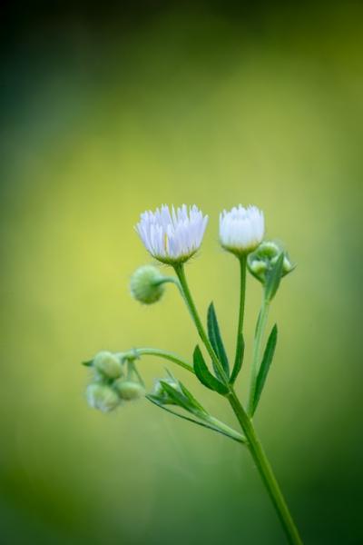 Bloom;Blossom;Blossoms;Botanical;Botanicals;Bud;Calm;Close-up;Concepts;Cool Colors;Cool Palette;Cool Tones;Flora;Floral;Flower;Floweret;Flowering;Flowers;Flowers & Plants;Green;Greens;Healing;Health care;Healthcare;Macro;Minimalism;Nature;Oneness;Pastoral;Petal;Plant;Sunlight;Sunshine;Wildflower;bloom;color;flora;floral;flower;foliage;peaceful;plants;restful;serene;soothing;sunlit;tranquil;wildflower;zen