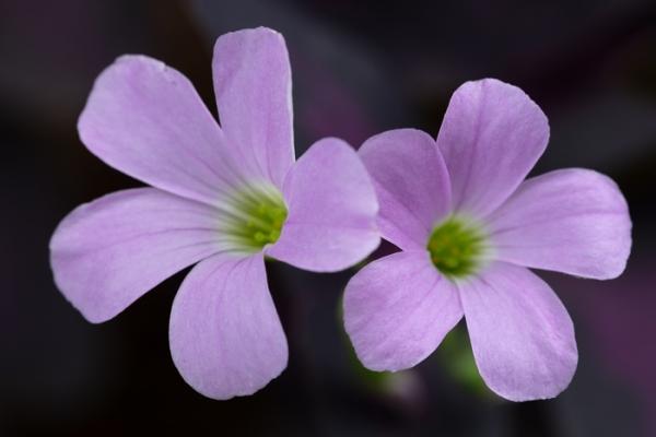 Bloom;Blossom;Blossoms;Bud;Calm;Close-up;Concepts;Cool Colors;Cool Palette;Cool Tones;Flora;Floral;Flower;Floweret;Flowering;Flowers;Flowers & Plants;Green;Greens;Healing;Health care;Healthcare;Macro;Minimalism;Nature;Oneness;Pastoral;Petal;Petals;Pink;Purple;Violet;Violet Wood Sorrel;Wildflower;bloom;color;flora;floral;flower;green;magenta;oneness;peaceful;plants;restful;serene;soothing;tranquil;violet;zen