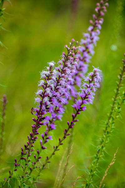 Bloom;Blossom;Blossoms;Botanical;Botanicals;Calm;Concepts;Cool Colors;Cool Palette;Cool Tones;Dense Blazing Star;Fall Creek Falls State Resort Park;Flora;Flower;Floweret;Flowering;Flowers;Flowers & Plants;Green;Greens;Healing;Health care;Healthcare;Liatris spicata;Minimalism;Nature;Oneness;Pastoral;Pikeville;Pink;Plant;Purple;Sunlight;Sunshine;Violet;Wildflower;bloom;color;flora;floral;flower;foliage;grass;landscape;peaceful;plants;restful;serene;soothing;sunlit;tranquil;violet;zen