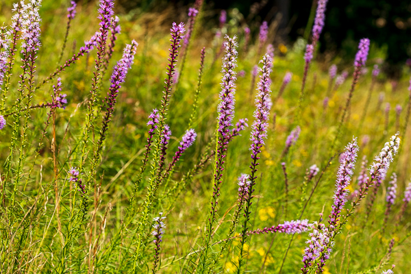 Bloom;Blossom;Blossoms;Botanical;Botanicals;Calm;Concepts;Cool Colors;Cool Palette;Cool Tones;Dense Blazing Star;Fall Creek Falls State Resort Park;Flora;Flower;Floweret;Flowering;Flowers;Flowers & Plants;Green;Greens;Healing;Health care;Healthcare;Liatris spicata;Minimalism;Nature;Oneness;Pastoral;Pikeville;Pink;Plant;Purple;Sunlight;Sunshine;Violet;Wildflower;bloom;color;flora;floral;flower;foliage;grass;landscape;peaceful;plants;restful;serene;soothing;sunlit;tranquil;violet;zen