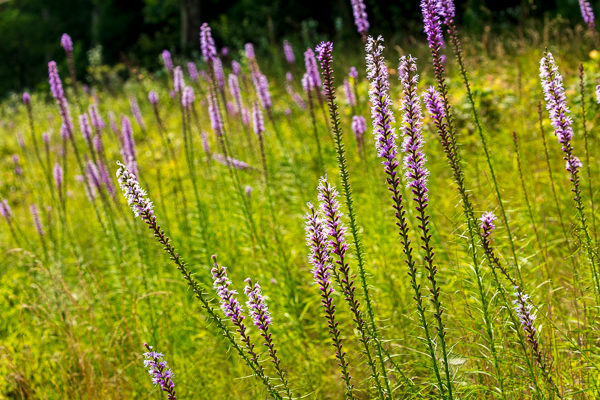 Bloom;Blossom;Blossoms;Botanical;Botanicals;Calm;Concepts;Cool Colors;Cool Palette;Cool Tones;Dense Blazing Star;Fall Creek Falls State Resort Park;Flora;Flower;Floweret;Flowering;Flowers;Flowers & Plants;Green;Greens;Healing;Health care;Healthcare;Liatris spicata;Minimalism;Nature;Oneness;Pastoral;Pikeville;Pink;Plant;Purple;Sunlight;Sunshine;Violet;Wildflower;bloom;color;flora;floral;flower;foliage;grass;landscape;peaceful;plants;restful;serene;soothing;sunlit;tranquil;violet;zen